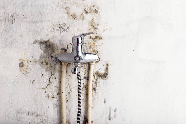 Best Black Mold Remediation in Ashtabula, OH