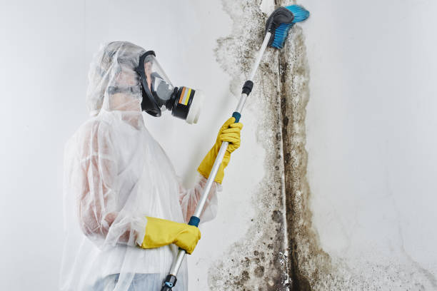 Best Attic Mold Remediation in Ashtabula, OH